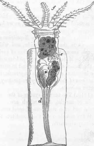 Stephanocero8 Eichhornii (after Ehrenberg): a, pharynx; b, Btomachal cavity.