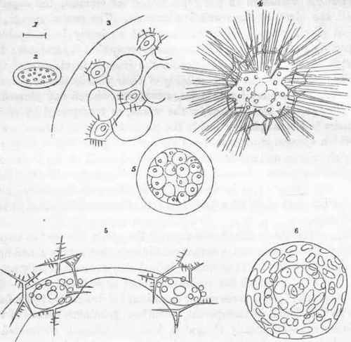 Structure of Thalassicolla (after Professor Huxley.)