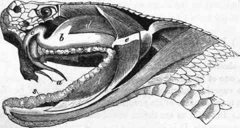 Structure of the poison teeth of the Rattlesnake.