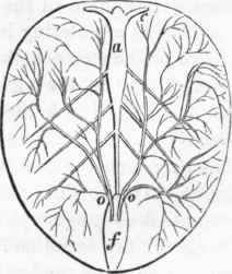 Termination of the alimentary canal of a Spider: a, stomachal dilatation of intestine.