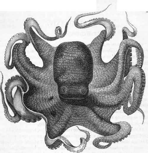 The Poulpe (Octopus vulgaris.)