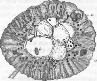 Thin transverse section of Halodactylus diaphanus.