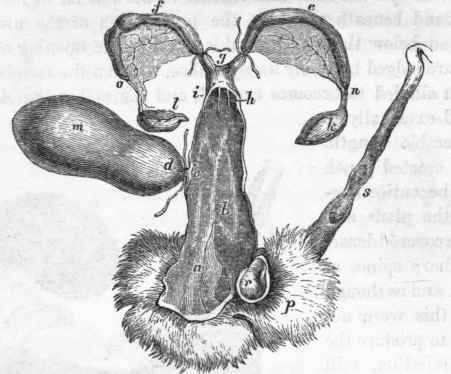 Uterus of the Rabbit.