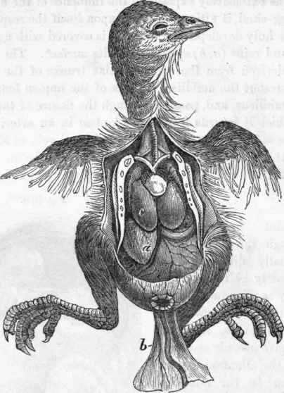 Viscera of mature chick.