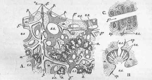 A. Section of Euspongia officinalis, after Schulze, op. cit. infra, P1. xxxvi. Fig. 2.