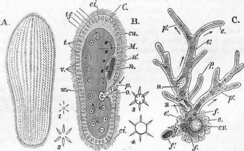A. and B. Paramecium: from Ray Lankester, op. cit. infra, Fig. xxv. 1 and 2. 1, 2, 3, 4. Formation of vacuole: (after the same Fig. xxv). C. Amoeba Proteus: from Leidy, op. cit. infra, PI. i. Fig. 4.