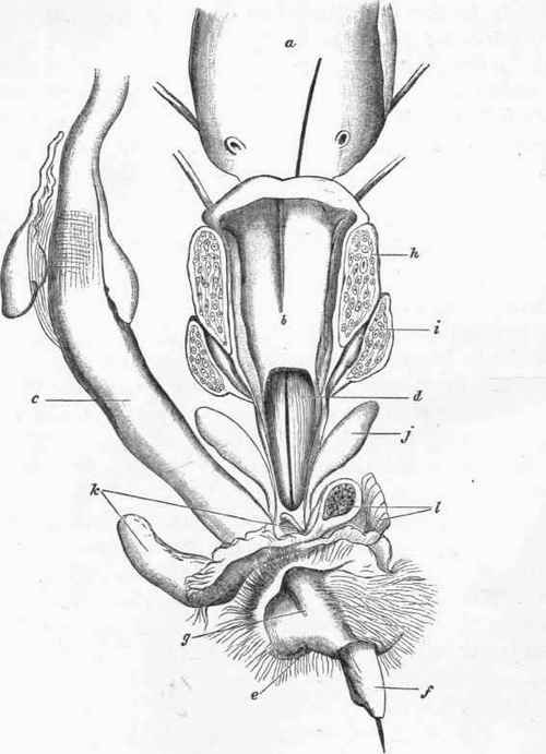 Bladder, Uterus masculinus, and Urogenital Canal from its commencement