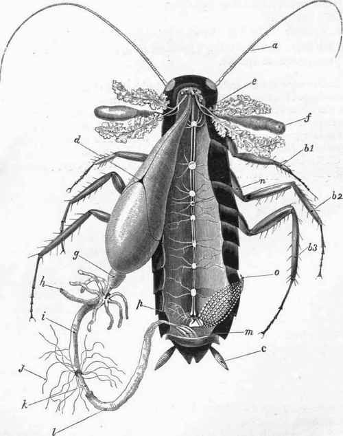 Cockroach, Periplaneta orientalis.