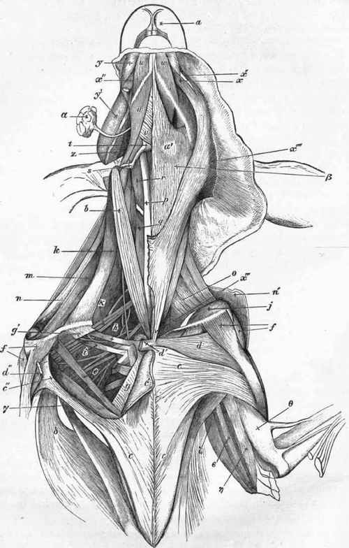 Dissection of Superficial Muscles in Anterior Regions of Head, Neck, and Thorax in Rabbit (Lepus cuniculus); nearly Natural Size.