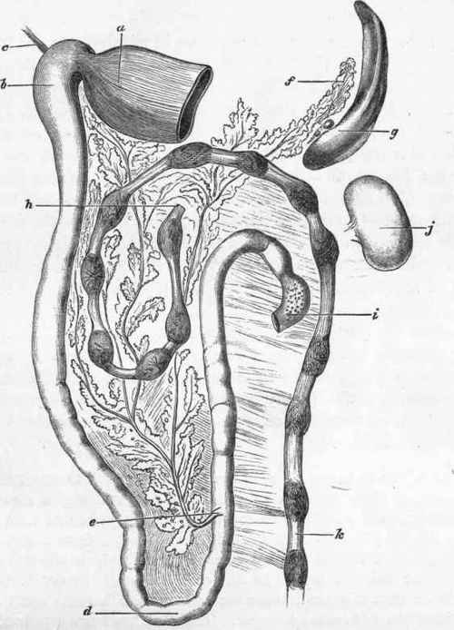 One half less than natural size.) Duodenum, Pancreas, and Spleen, with portions of Stomach and large Intestine of Rabbit (Lepus cuniculus) in their mutual Relations