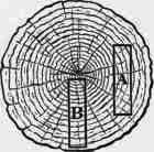 Conversion Of Timber Continued 300262