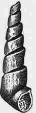 Fig. 3.1. Cast of the shell known as the Portland Screw, Cerithium Portlandicum.