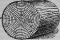 Qualities Of Timber 319