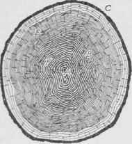 Fig. 1. Log Section of Conifer Showing Age Rings