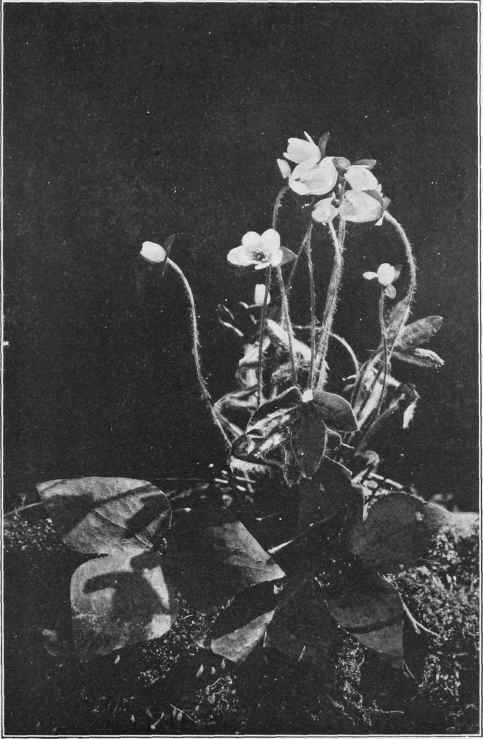 HEPATICAS Study No. 35 By John. M. Schreck