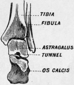 Fig. 10.