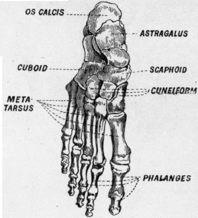 Fig.7