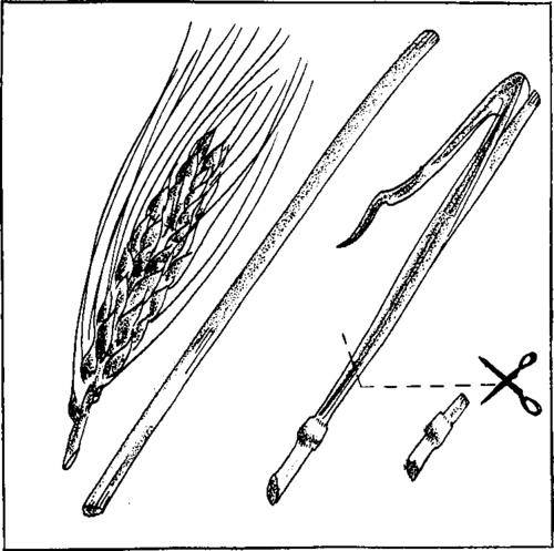 Remove the head of the grain