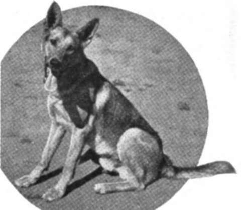 Sonny, an alert police dog
