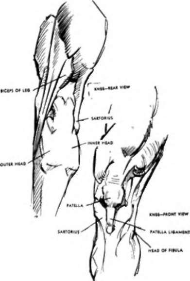 Knee
