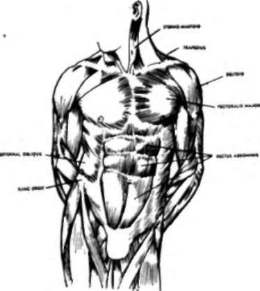 Torso