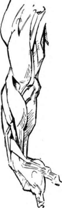 Upper Limbs 2