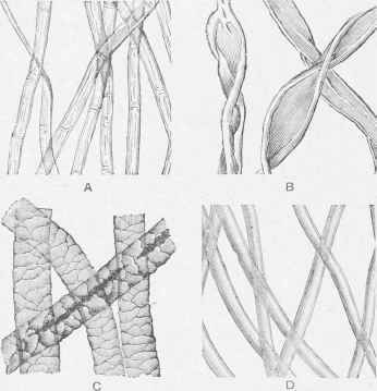 Magnified Fibres of Linen, Cotton, Wool, and Silk.