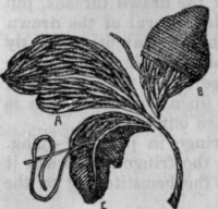 Fig. 47. a, Filled; b,
