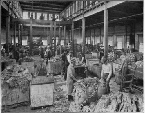Fig. 120.   Wool sorting.