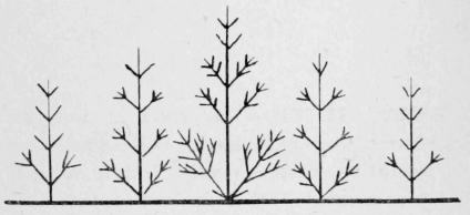 14-Branching-Stitch-21