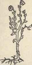 How Can You Recognize The Fiber From Which The Clo 182