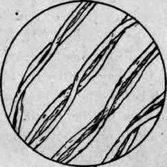 Cotton Fibers.