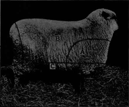 Grades of Wool.