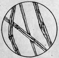 Linen Fibers.