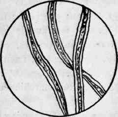 Mercerized Cotton Fibers.