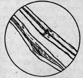 Ramie Fibers.