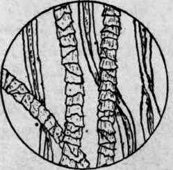 Wool and Cotton Fibers.