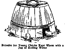 Brooder for Young Chicks Kept Warm with a Jug of Boiling Water