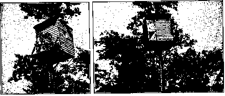 Building A House In A Tree Top 271
