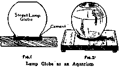 Lamp Globe as an Aquarium