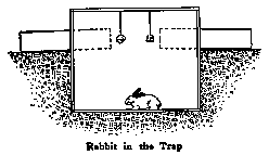 Rabbit in the Trap