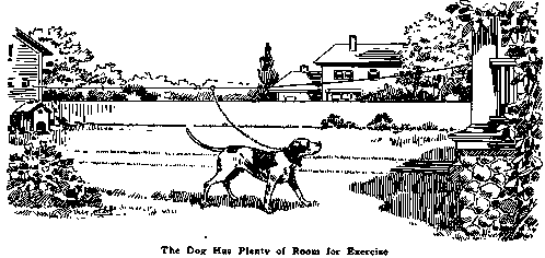 The Dog Has Plenty of Room for Exercise