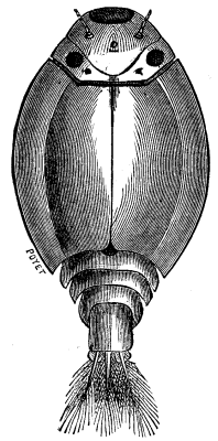FIG. 1. LARVA OF MAY FLY. (Magnified 12 times.)