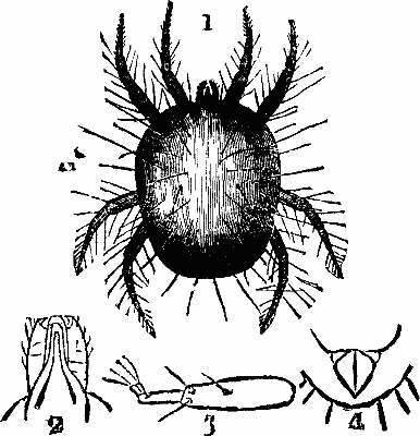 FIG. 1   Red Spider (magnified). A 1. Ditto