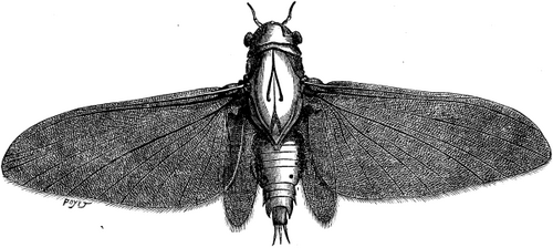 FIG. 2. MAY FLY (adult magnified 14 times).