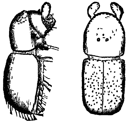 FIG 5.   Corthylus punctatissimus.