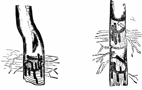 FIGS. 1 and 2   Mines of Corthylus