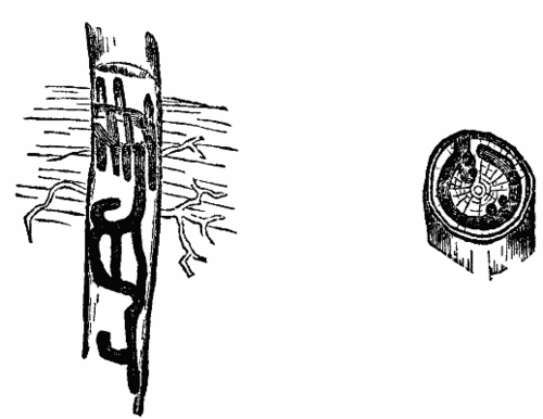 FIGS. 3 and 4   Mines of Corthylus