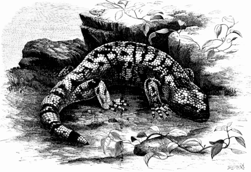 HELODERMA HORRIDUM, OR GILA MONSTER