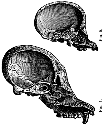 The Developmental Significance Of Human Physiognom 392 12a